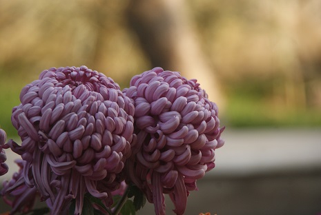 1543899325237879.jpg DSC07245.JPG